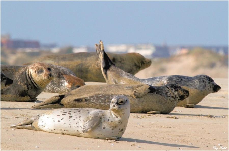 Paddle - Vue Mer - 100M Plage Berck Екстериор снимка